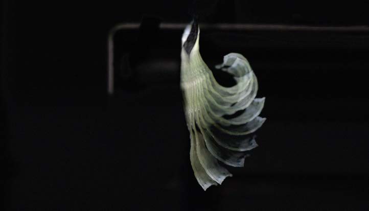 Design and implementation of a learning strategy for neuromorphic soft robots