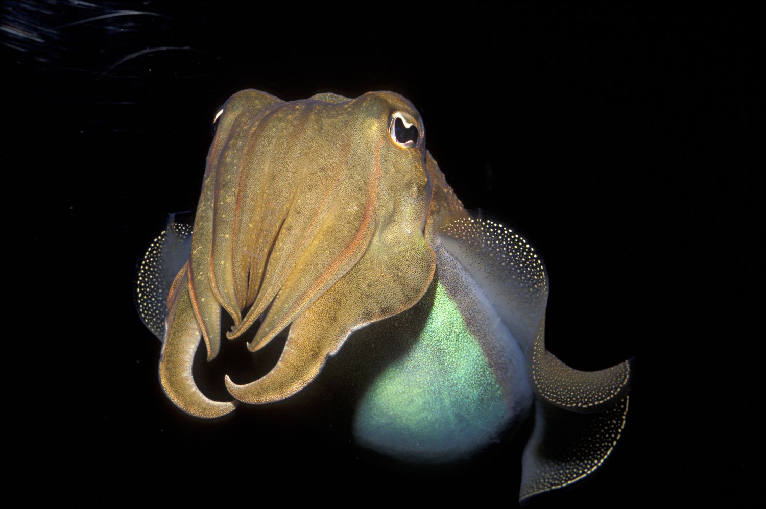 Modeling and validation of cuttlefish-inspired fluid diodes